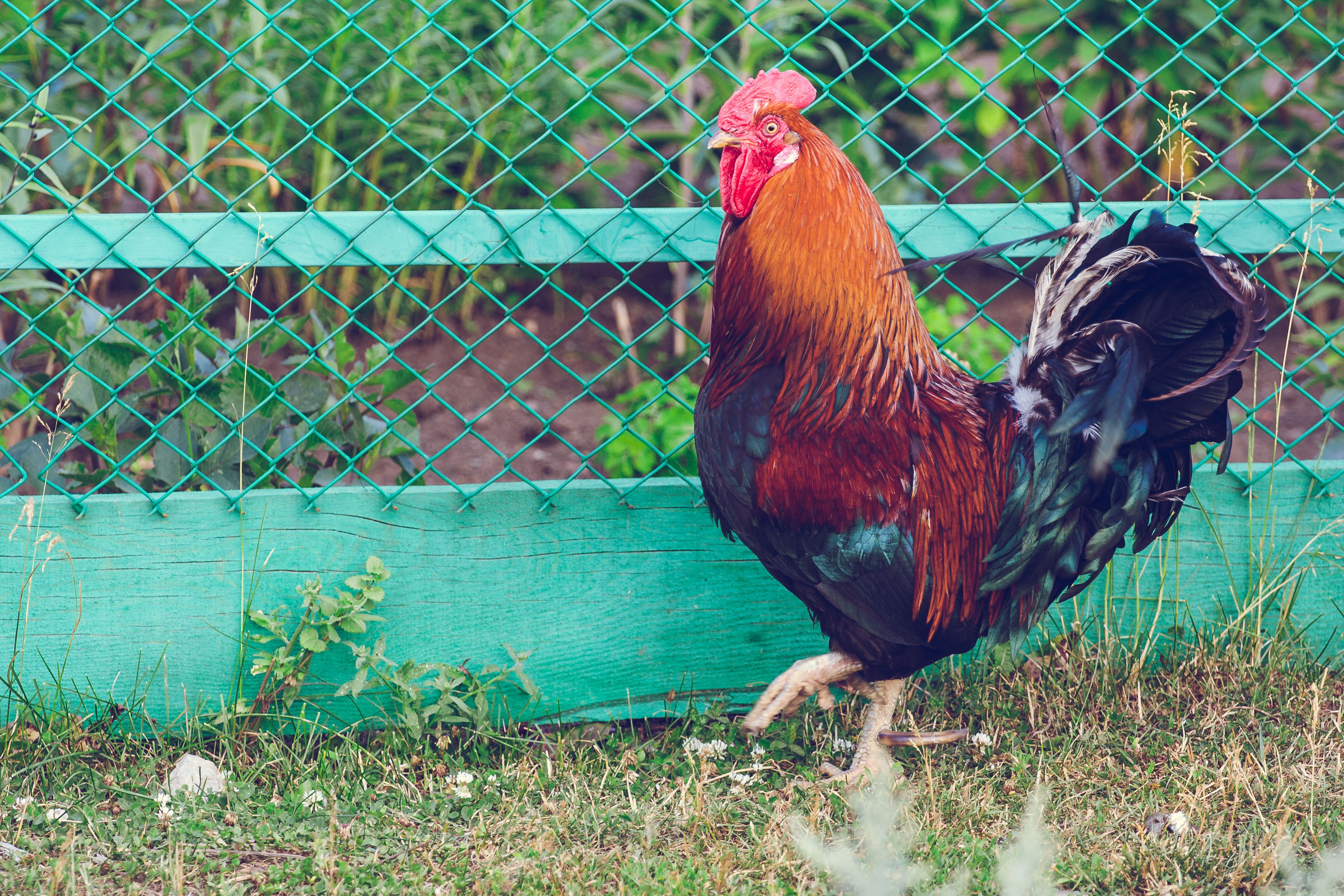 15. Build Fences for Livestock and Crops
