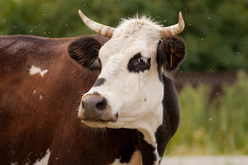 Free Selective Focus Photo of a Cow's Head with White Horns Stock Photo