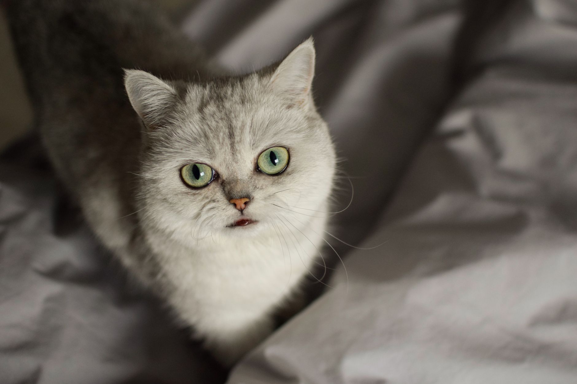 Portrait of a cat at a veterinary clinic