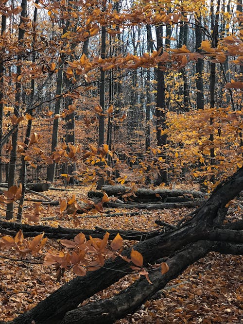 Darmowe zdjęcie z galerii z jesień, las, natura