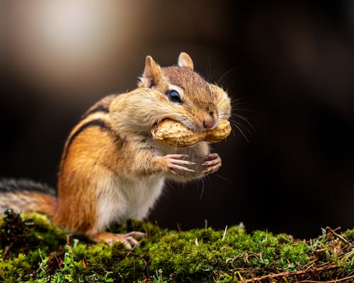 Free Fluffy little striped omnivore chipmunk eating nut sitting on green moss in nature Stock Photo