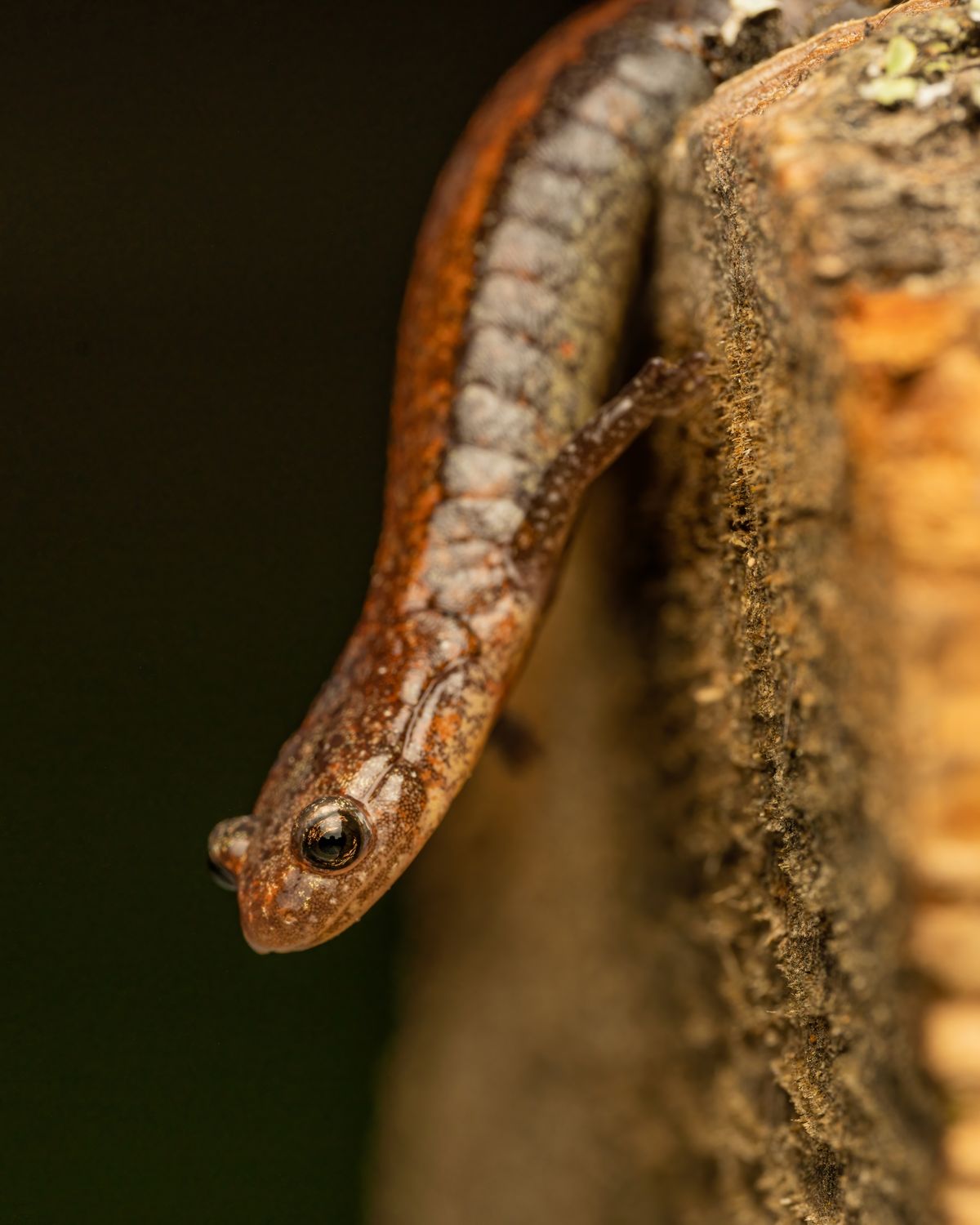 Small Lizard With Smooth Skin On Wooden Surface Free Stock Photo small-lizard-with-smooth-skin-on-wooden-surface-free-stock-photo