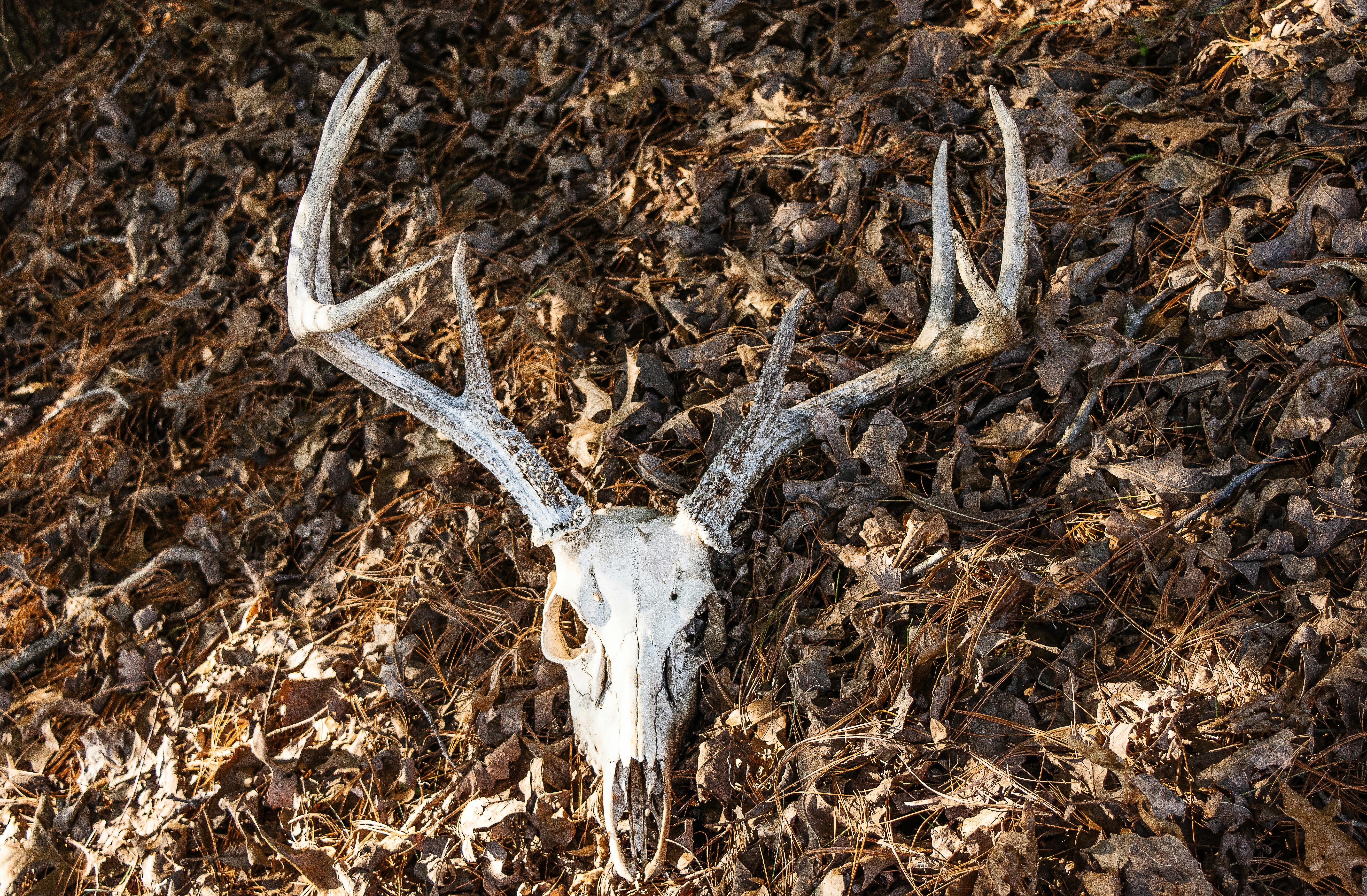 Animal skull with antlers resting on a bed of dry leaves, symbolizing nature and decay