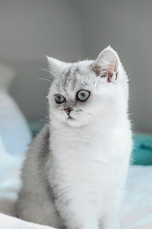 Free Adorable fluffy silver British Shorthair cat sitting on soft white bed and looking away Stock Photo