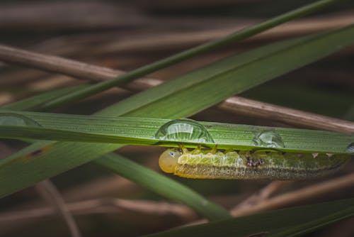 Free stock photo of alien, animal, bug