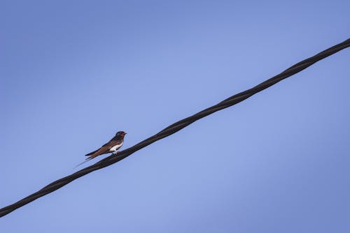 Free stock photo of animal, barn, barn swallow