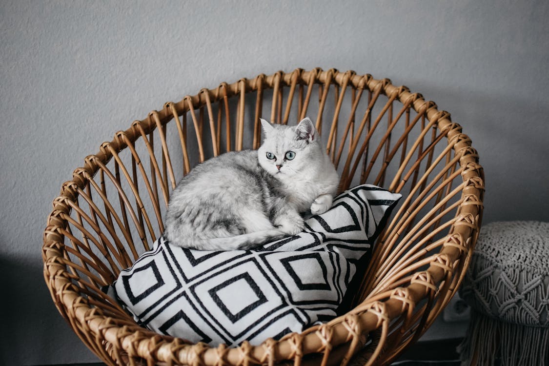 Curious adorable British Shorthair car sitting on pillow placed on rattan basket