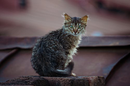 Foto profissional grátis de animal, animal de estimação, bigodes de gato