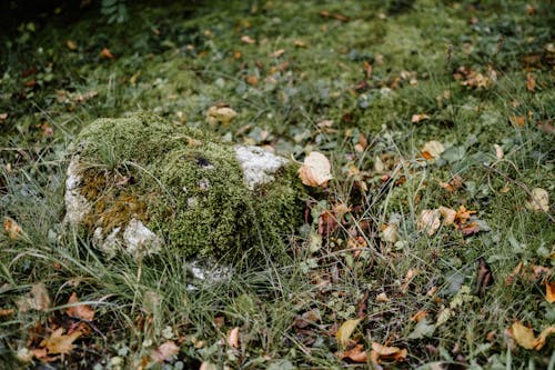 Mossy stone on grassy ground in woods