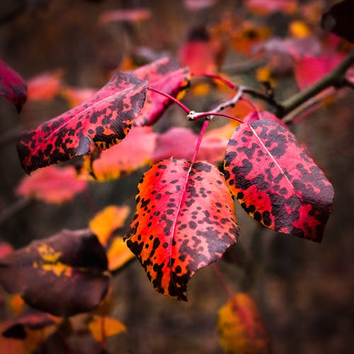 Foto d'estoc gratuïta de colors, fons borrós, fulles