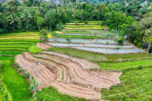Free Spectacular landscape of rice paddy fields terraces surrounded by lush green tropical trees in mountainous valley on sunny day Stock Photo