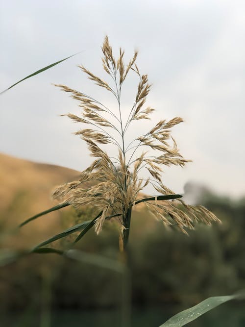Close-Up Shot of a Wheat