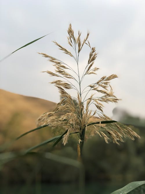 Close-Up Shot of a Wheat