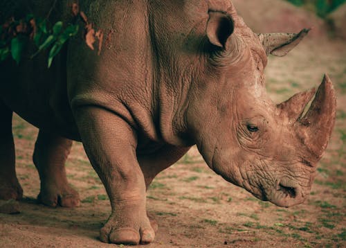 Close-Up Shot of a Rhinoceros