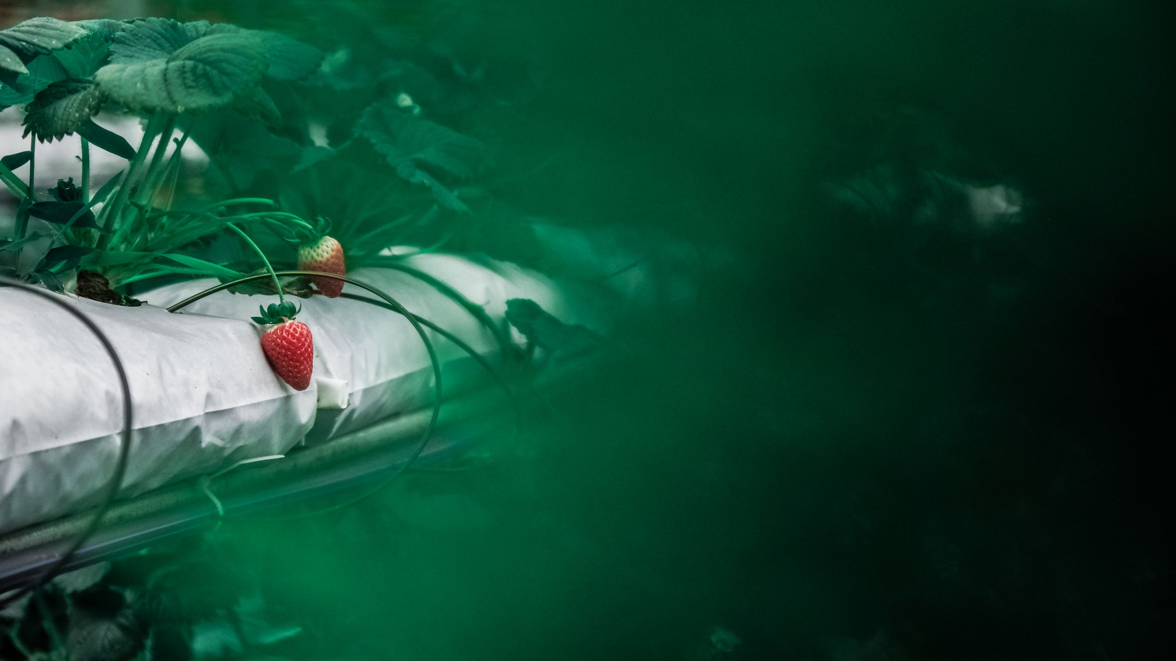 Vibrant strawberries growing in a hydroponic setup, showcasing fresh organic farming.