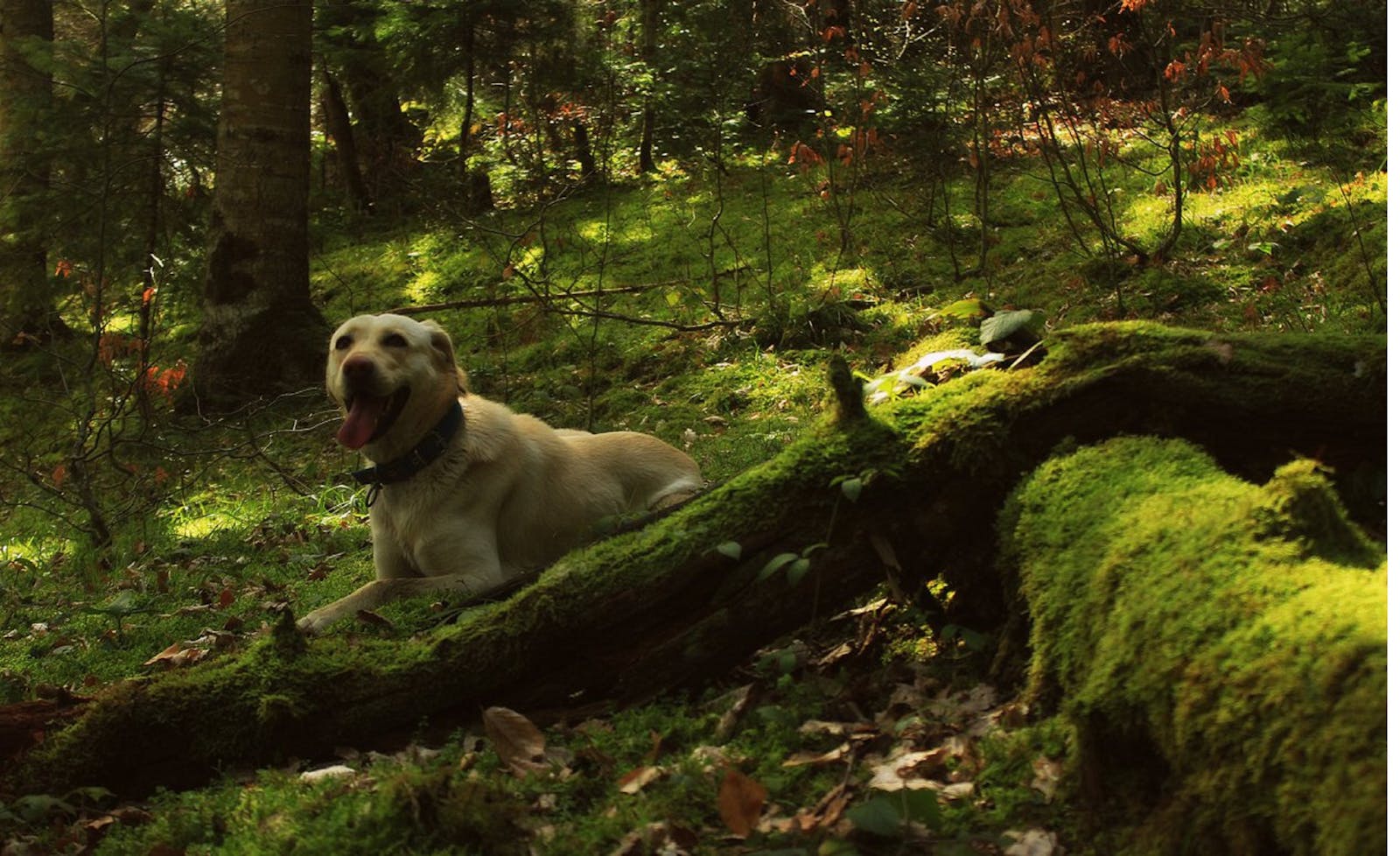 happy person after free mental health program – zero cost options 2025