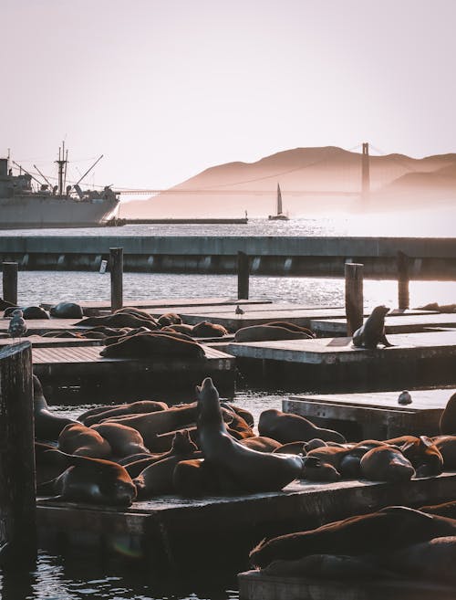 Sea Lions on a Wooden Dock