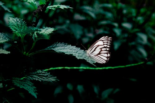 Biały I Czarny Motyl Siedzący Na Zielonych Liściach Roślin