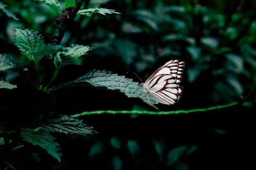 Butterfly on Green Leaves