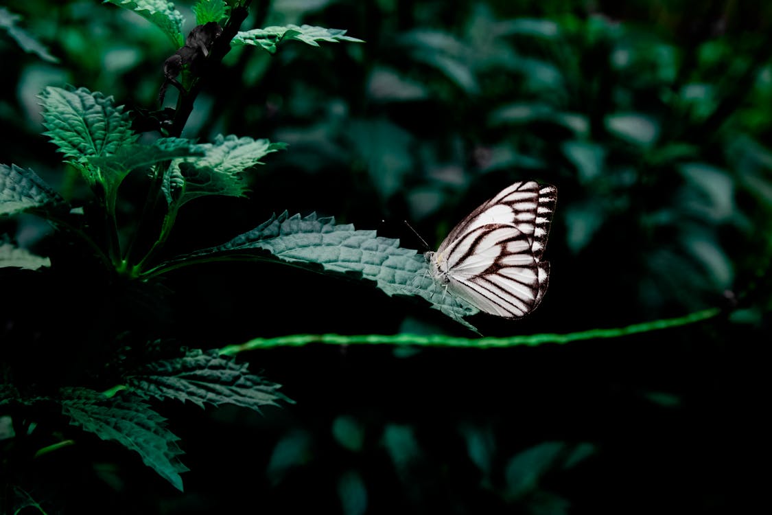 무료 녹색 잎이 많은 식물에 흰색과 검은 색 나비 스톡 사진