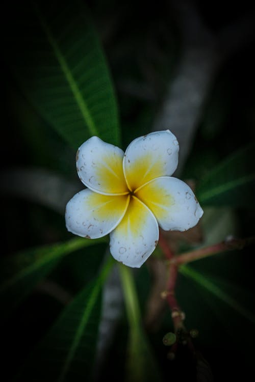 Free stock photo of frangipani