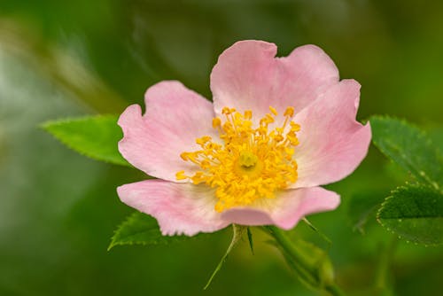Free Close-Up Shot of a Pink Prairie Rose in Bloom Stock Photo