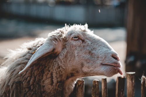 White Sheep in Close-Up Photography 