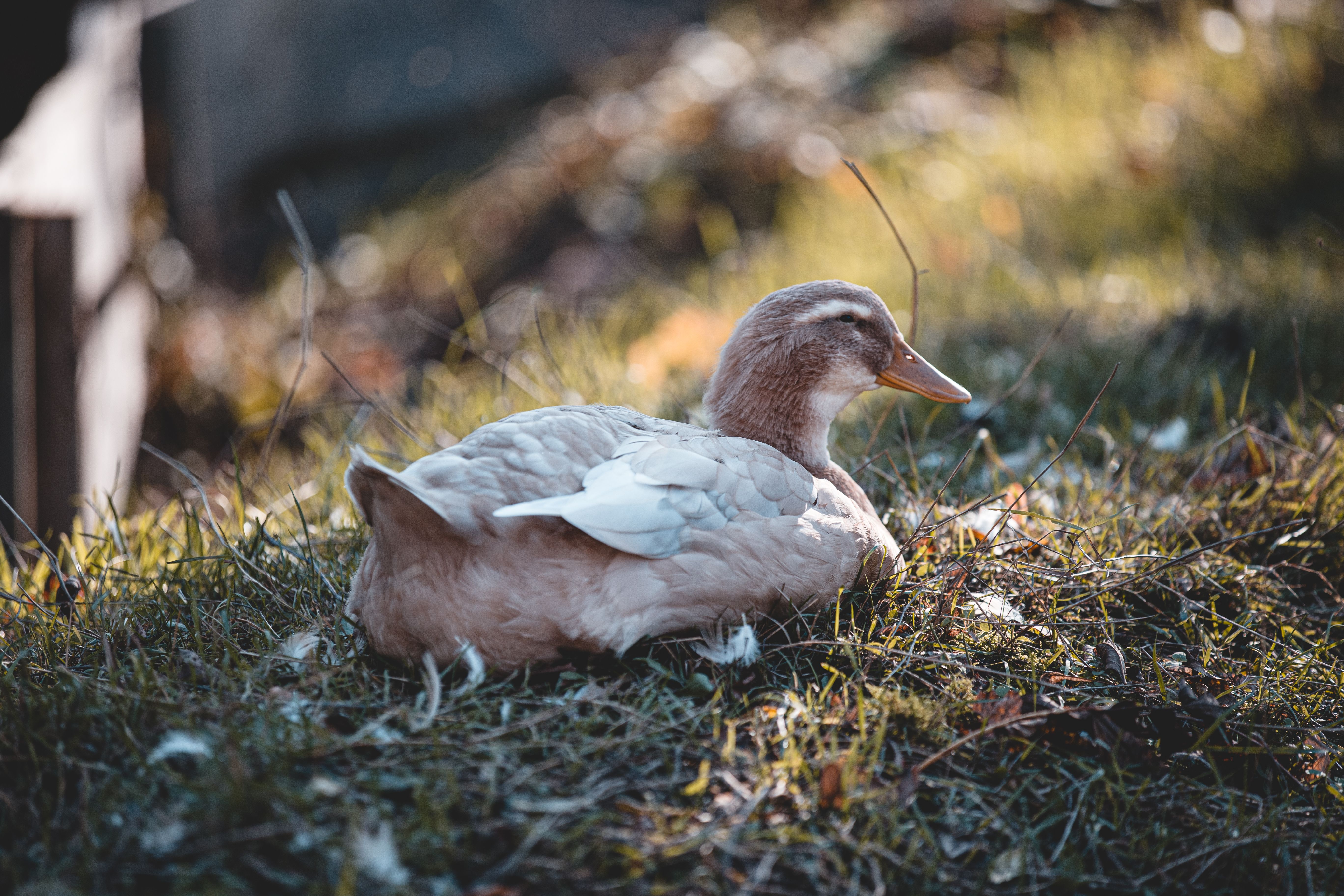 Close-Up Shot of a Duck Sitting on the Grass · Free Stock Photo