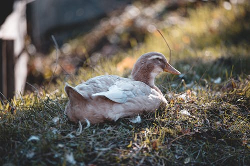 Close-Up Shot of a Duck Sitting on the Grass