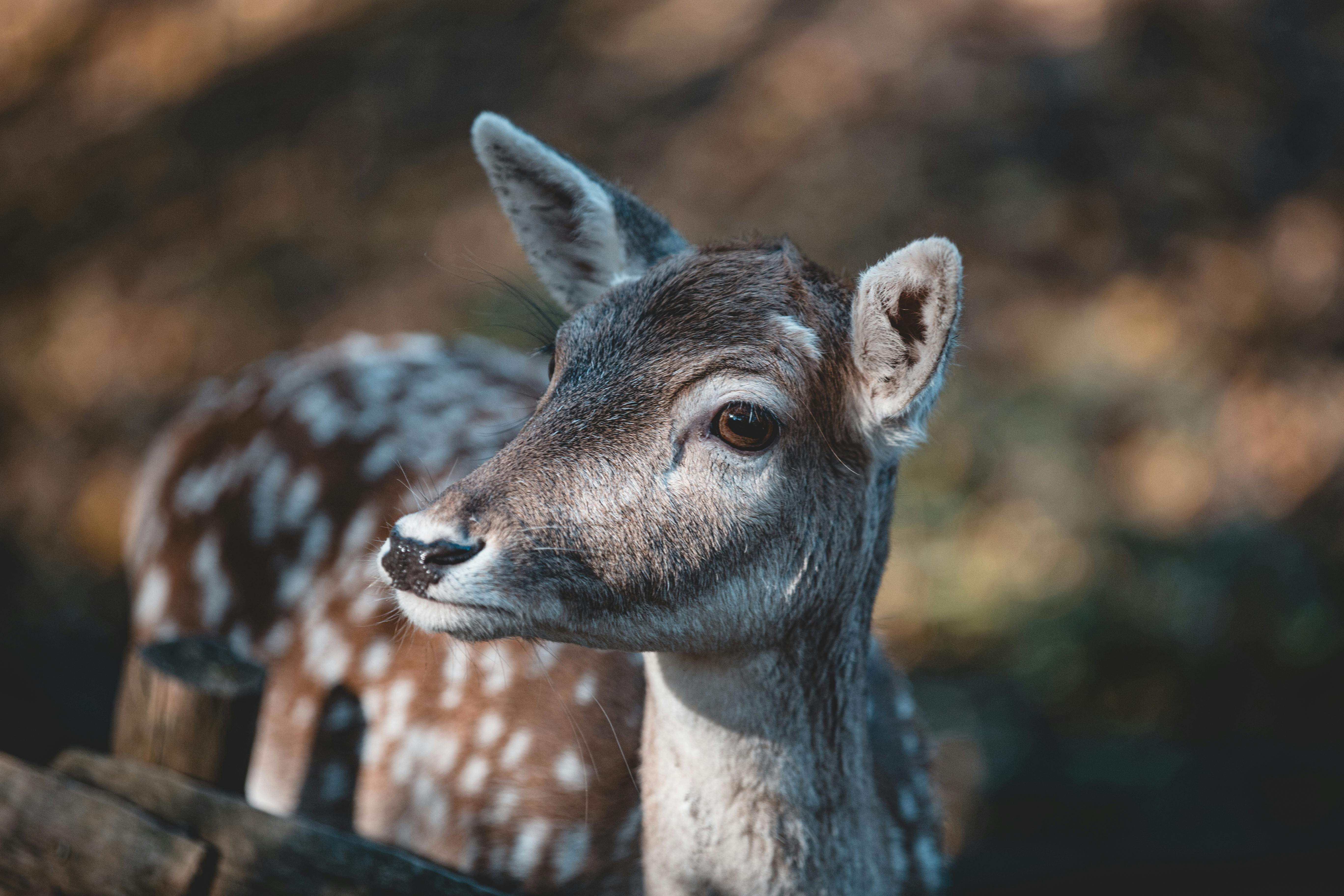 Photo of Reindeer in the Snow · Free Stock Photo