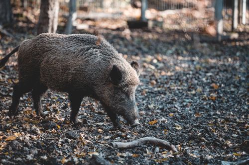 Free A detailed image of a wild boar in its natural forest habitat during autumn. Stock Photo