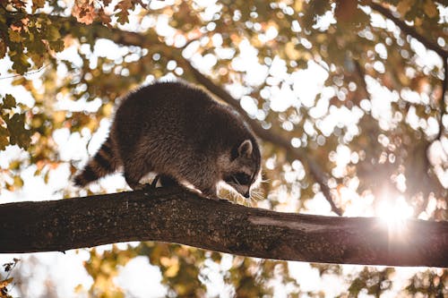 Free A Raccoon on the Tree Branch Stock Photo