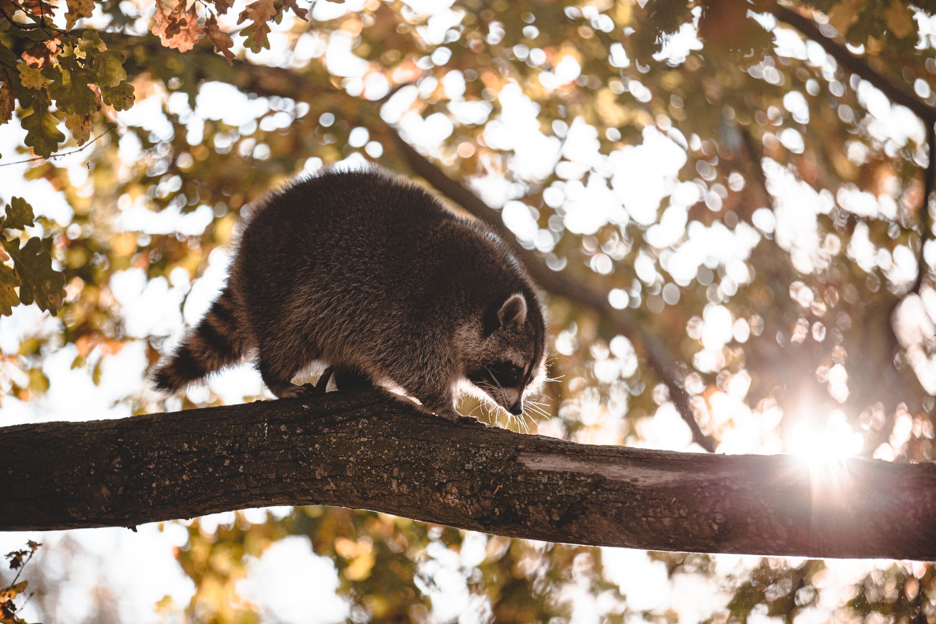 A Raccoon on the Tree Branch
