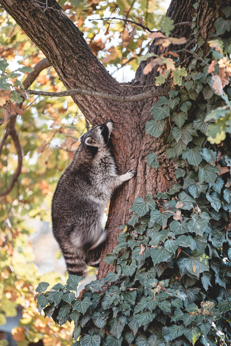A Raccoon Climbing A Tree