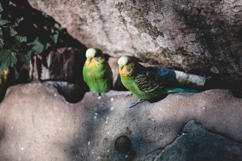 Close-Up Shot of Parakeets Perched on a Rock