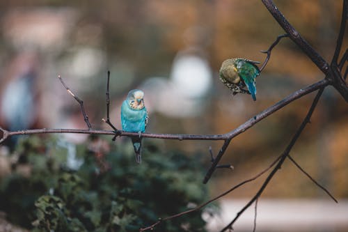 Close-Up Shot of Parakeets Perched on a Tree Branch