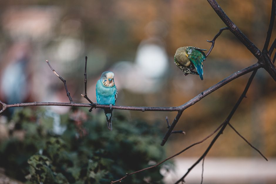 teach parakeet talk word mirror repetition