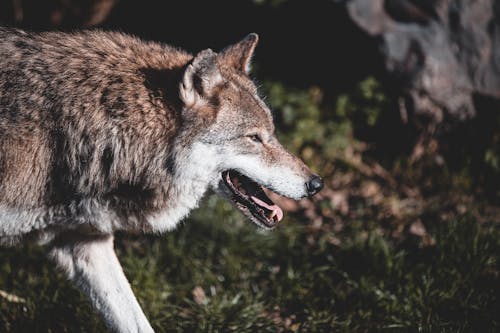 Základová fotografie zdarma na téma chlupatý, chlupatých zvířat, divočina