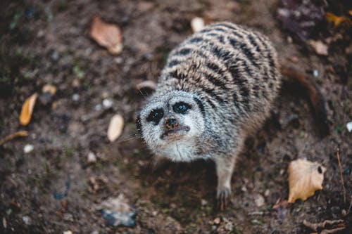 Δωρεάν στοκ φωτογραφιών με meerkat, άγρια φύση, γκρο πλαν Φωτογραφία από στοκ φωτογραφιών