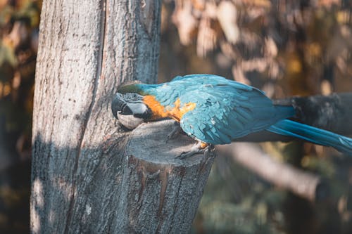 Close-Up Shot of a Macaw Perched on a Tree Branch