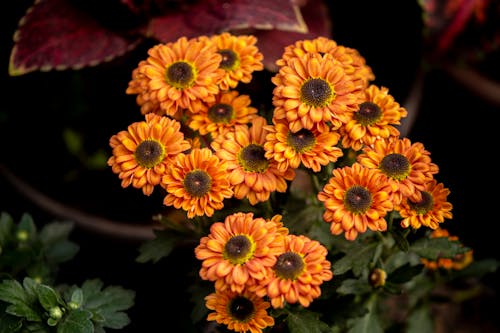 Free Close-Up Shot of Orange Flowers Stock Photo