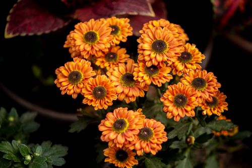 Free Close-up of vibrant orange chrysanthemum flowers beautifully blooming in a natural setting. Stock Photo