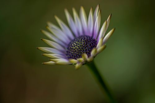 Free Delicate purple flower blooming with shallow focus and soft background. Stock Photo