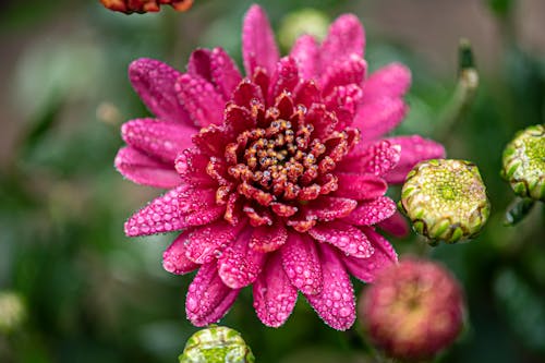 Foto d'estoc gratuïta de creixement, delicat, flor rosa