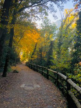 A peaceful forest walkway surrounded by vibrant autumn foliage and wooden fences.
