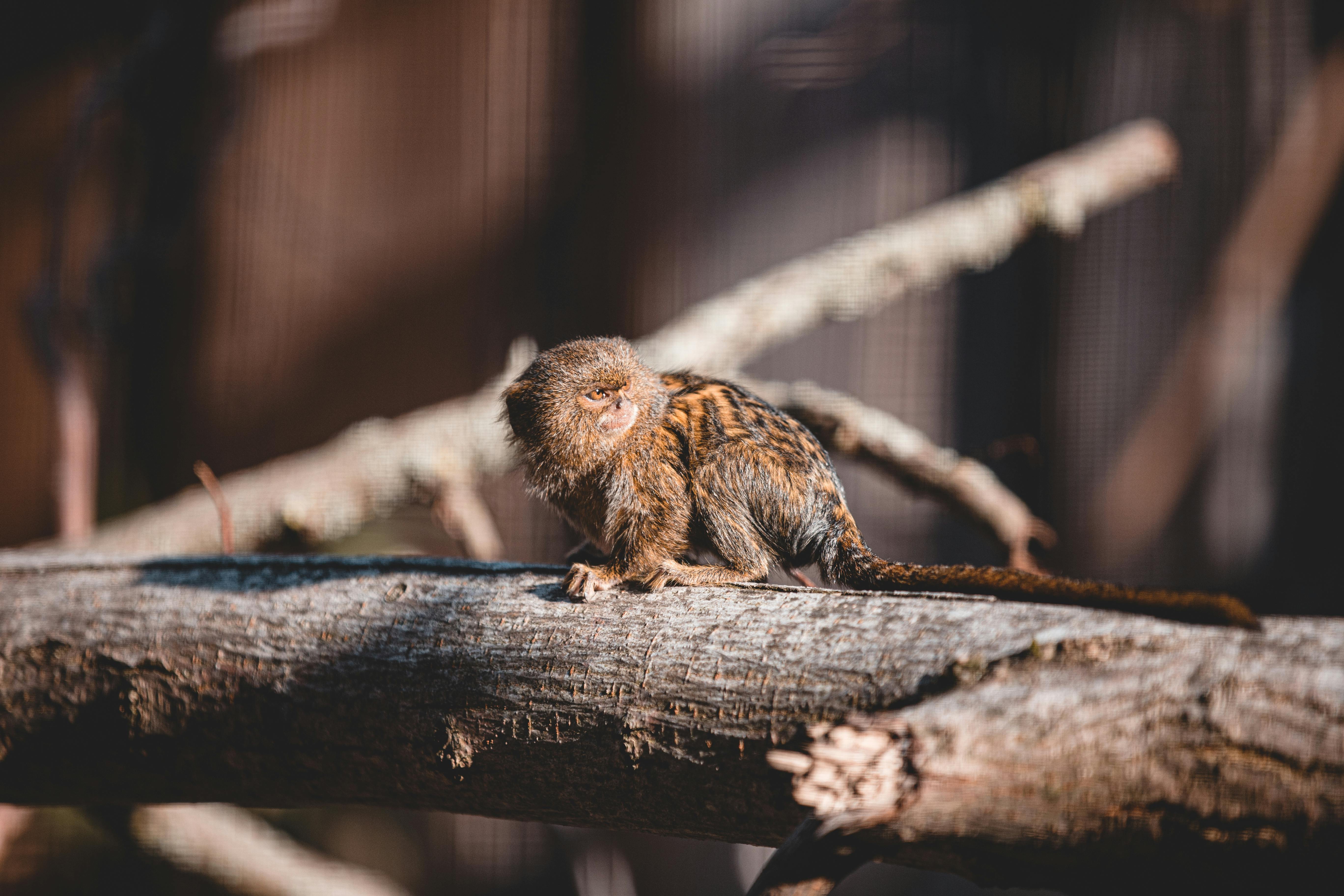 pygmy marmoset full grown