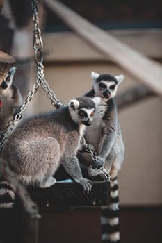 Two ring-tailed lemurs sitting on chains, showcasing their distinctive tails and fur.