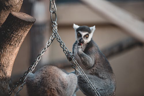 Close-Up Shot of a Lemur