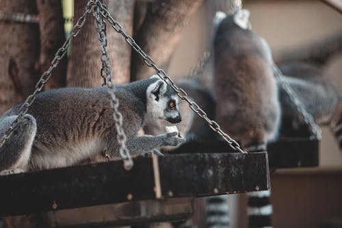 Free Close-Up Shot of Lemurs Stock Photo