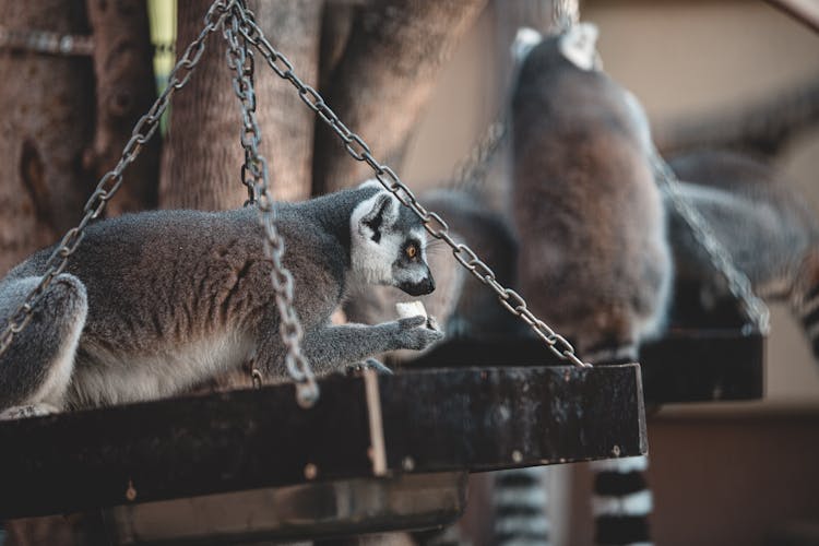 Close-Up Shot Of Lemurs